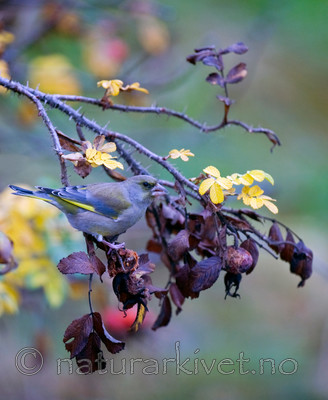 BB 11 0268 / Carduelis chloris / Grønnfink